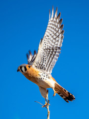Flying Kestrel