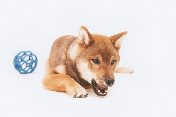 Shiba inu puppy plays and then rests