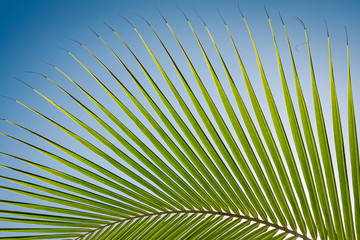 Сurved palm branch against the blue sky