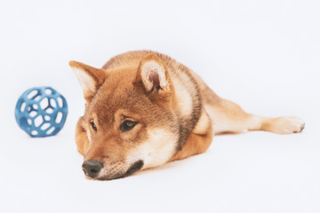 Shiba inu puppy plays and then rests