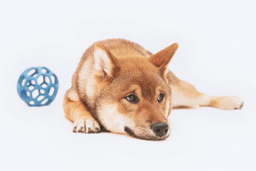 Shiba inu puppy plays and then rests