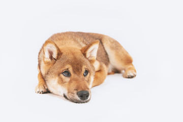 Shiba inu puppy plays and then rests