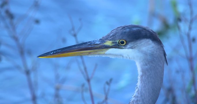 Grey Heron head and sharp beak extreme close up river background