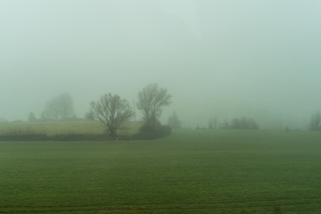 Obraz na płótnie Canvas Niebla entre los árboles