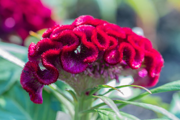 Beautiful red Celosia cristata flowers in a garden.Also known as the Cockscomb or Silver cock's...