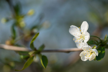 Beautiful cherry tree flowers close-up on a sunny spring day