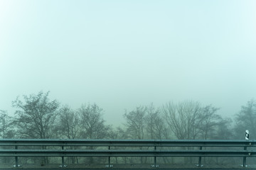 Niebla entre los árboles