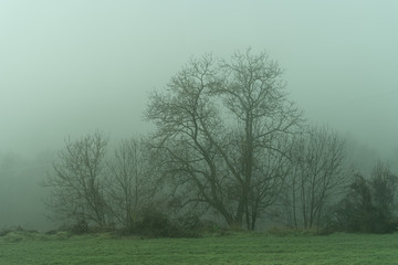 Obraz na płótnie Canvas Niebla entre los árboles