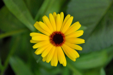 yellow flower