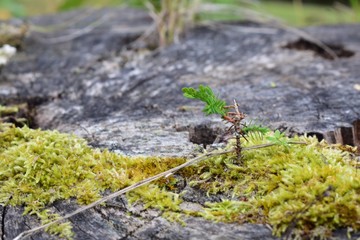 Small tree and moss growing in a decaying stump