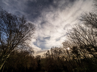 Fototapeta na wymiar WINTER TREES AND SKY