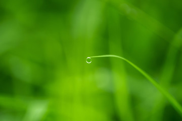 drop hanging on a grass