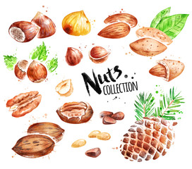 Watercolor illustration set of nuts