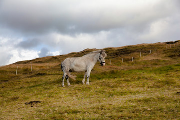 Horse on Faroe Islands