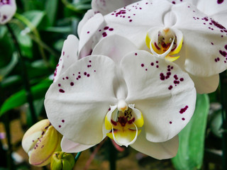 Colorful fresh orchids bloom in gardens are popular with teens	