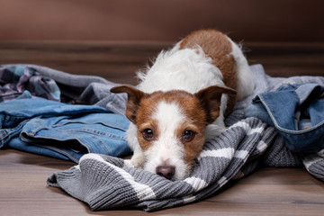 dogs lie on scattered clothes at home. Pets are going on vacation. sweet Jack Russell Terrier...