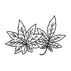 Isolated two autumn leaves vector design