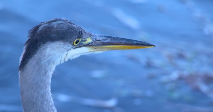 Grey Heron fishing bird watches river patiently close up and flies away