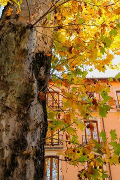 A plane tree with yellow leaves in the courtyard of the house. Granada Spain