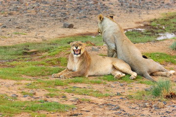 roaring lioness