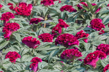 Beautiful red Celosia cristata flowers in a garden.Also known as the Cockscomb or Silver cock's comb.(Celosia argentea var. cristata)