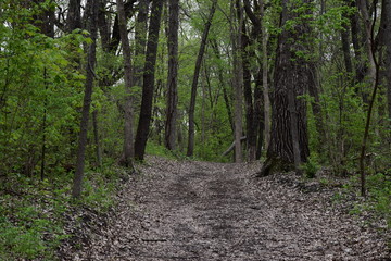 Path through the woods