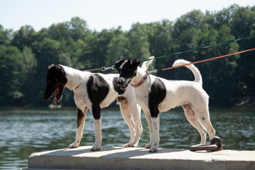 Two Fox Terrier dogs stand on a parapet by the river.