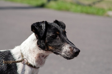 Portrait of a Fox Terrier dog with wet coat after swimming.