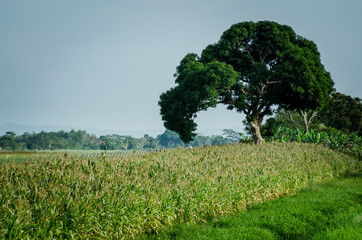 Fototapeta na wymiar cultivos y pezca en Monteria y Coveñas, cultivos de de papaya, arroz, yuca y pesca artesanal en Cordoba Colombia