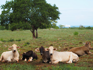 Cows are resting in the meadow. Background ocean with a large white liner. Dominican Republic.