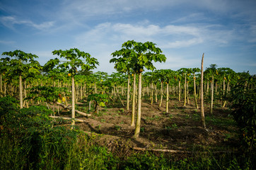 cultivos y pezca en Monteria y Coveñas, cultivos de de papaya, arroz, yuca y pesca artesanal en Cordoba Colombia