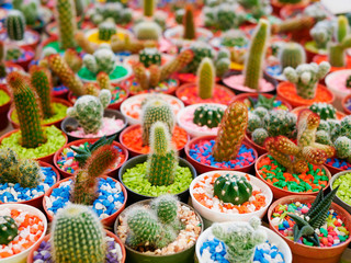 Cactus tree plant pots and colorful
