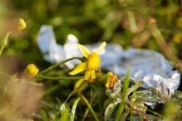 little yellow flower with trash