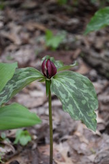 Trillium