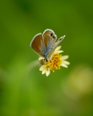 brown and blue butterfly on top flower