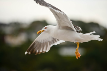pretty seagull close up