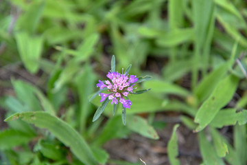 Purple Loosestrife Flower by Morning