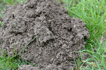 Mole Digging Under Grass by Morning