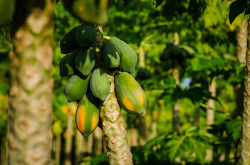cultivos y pezca en Monteria y Coveñas, cultivos de de papaya, arroz, yuca y pesca artesanal en...