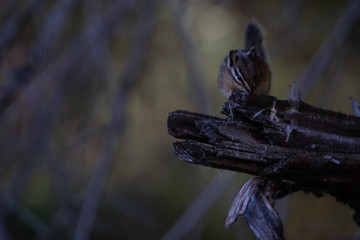 Chipmunk on Branch