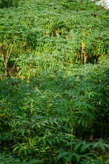 cultivos y pezca en Monteria y Coveñas, cultivos de de papaya, arroz, yuca y pesca artesanal en...