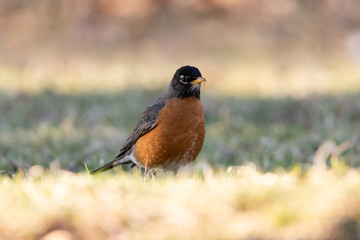 Early morning American robin