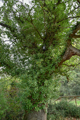 Ivy in the Forest by Morning on the Trees