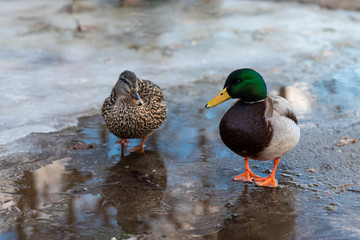 Male and female mallards.