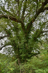 Ivy in the Forest by Morning on the Trees