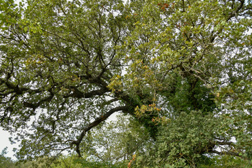 Oak Tree by Morning Near the Forest