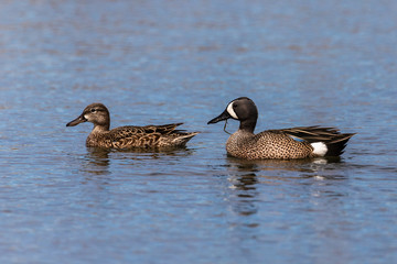 Swimming blue winged teals