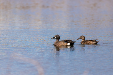 Two swimming blue winged teals