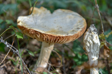 Mushrooms in the Grass by Autumn