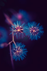 Obraz premium tinyglowing dandelions